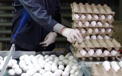۱۴ هزار و ۵۰۰ تومان؛ نرخ جدید هر کیلو تخم مرغ در بازار